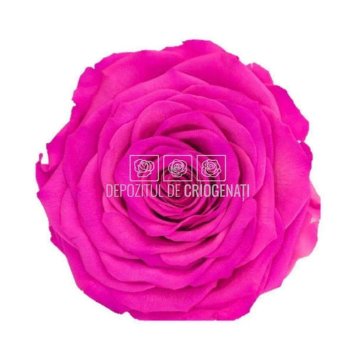 Trandafir Criogenat XXL PIN - 07 (dia. 9,5cm, 1 buc /cutie) - Depozitul de Criogenati