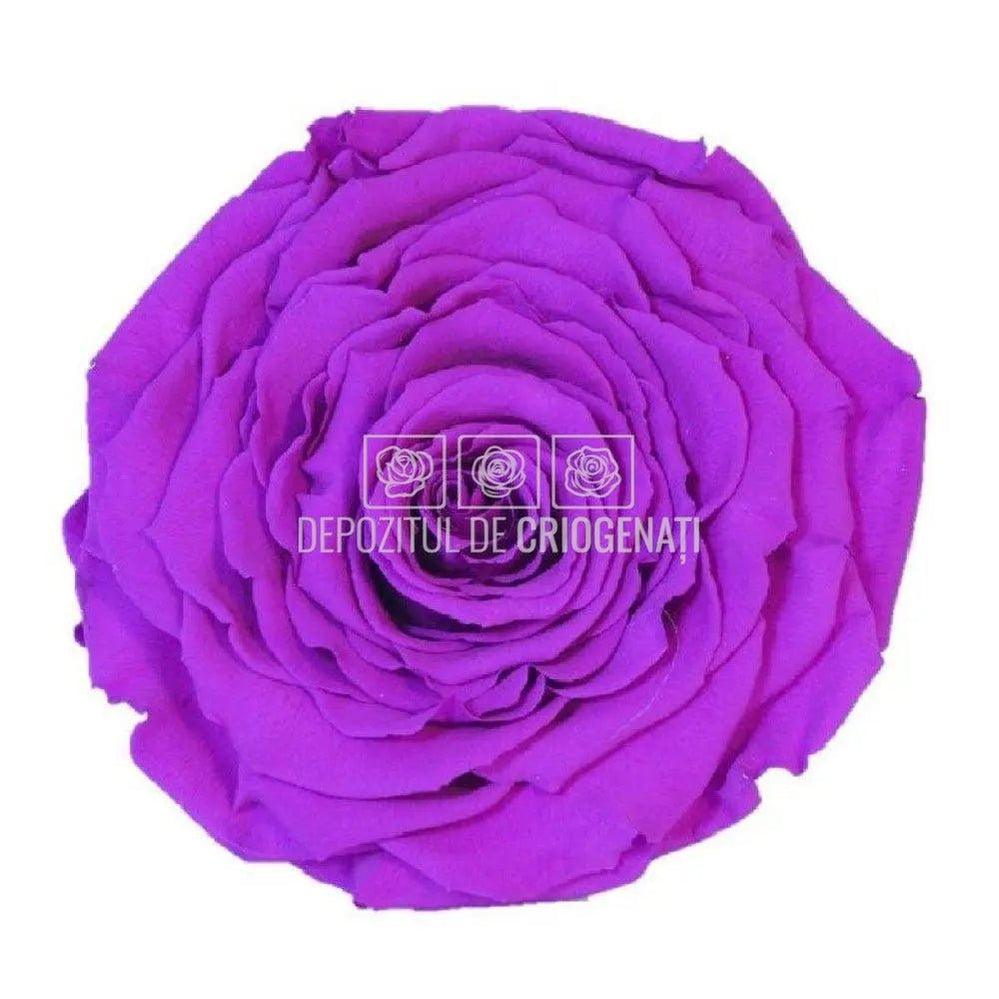Trandafir Criogenat XXL PUR - 02 (dia. 9,5cm, 1 buc /cutie) - Depozitul de Criogenati