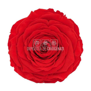 Trandafir Criogenat XXL RED-02 (Ø9,5cm, 1 buc /cutie) - DepozituldeCriogenati.ro