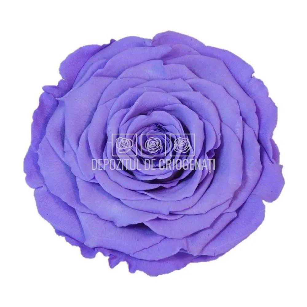 Trandafir Criogenat XXL VIO - 01 (dia. 9,5cm, 1 buc /cutie) - Depozitul de Criogenati