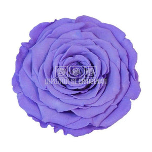 Trandafir Criogenat XXL VIO - 01 (dia. 9,5cm, 1 buc /cutie) - Depozitul de Criogenati