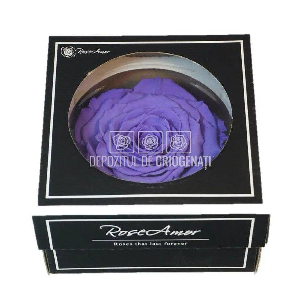Trandafir Criogenat XXL VIO-01 (Ø9,5cm, 1 buc /cutie) - DepozituldeCriogenati.ro