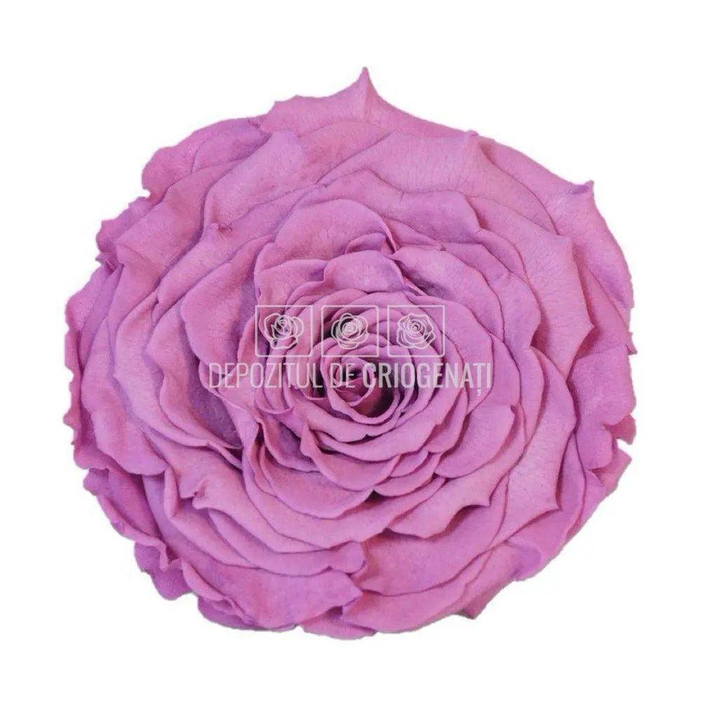 Trandafir Criogenat XXL VIO - 02 (dia. 9,5cm, 1 buc /cutie) - Depozitul de Criogenati