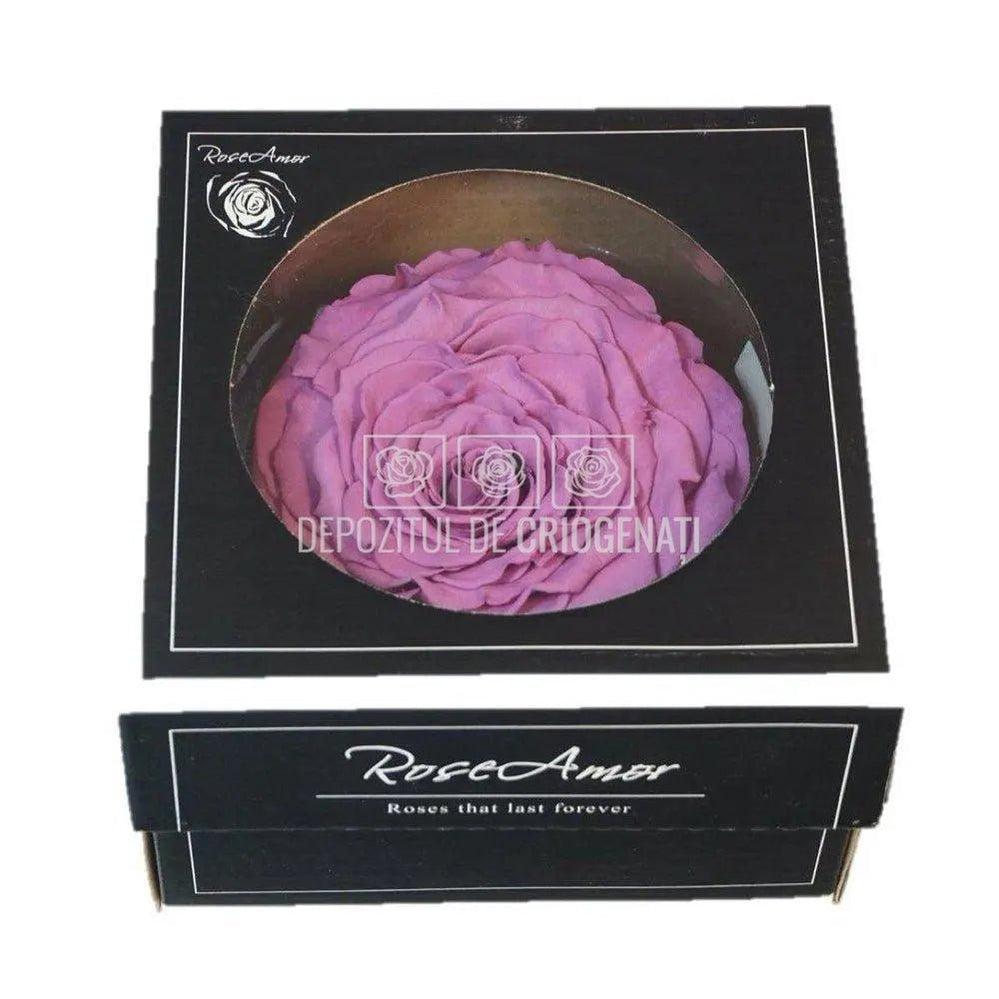 Trandafir Criogenat XXL VIO-02 (Ø9,5cm, 1 buc /cutie) - DepozituldeCriogenati.ro
