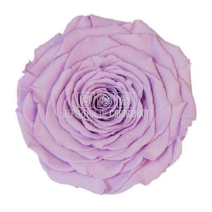 Trandafir Criogenat XXL VIO-03 (Ø9,5cm, 1 buc /cutie) - DepozituldeCriogenati.ro