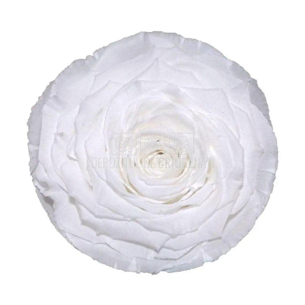 Trandafir Criogenat XXL WHI - 01 (dia. 9,5cm, 1 buc /cutie) - Depozitul de Criogenati