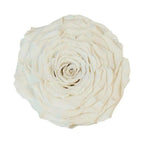Trandafir Criogenat XXL WHI - 04 (dia. 9,5cm, 1 buc /cutie) - Depozitul de Criogenati