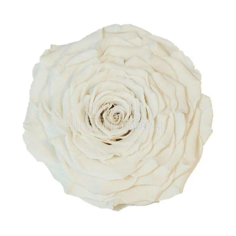 Trandafir Criogenat XXL WHI - 04 (dia. 9,5cm, 1 buc /cutie) - Depozitul de Criogenati