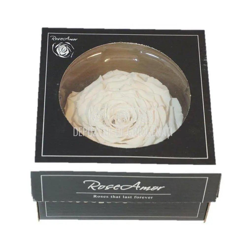 Trandafir Criogenat XXL WHI-04 (Ø9,5cm, 1 buc /cutie) - DepozituldeCriogenati.ro