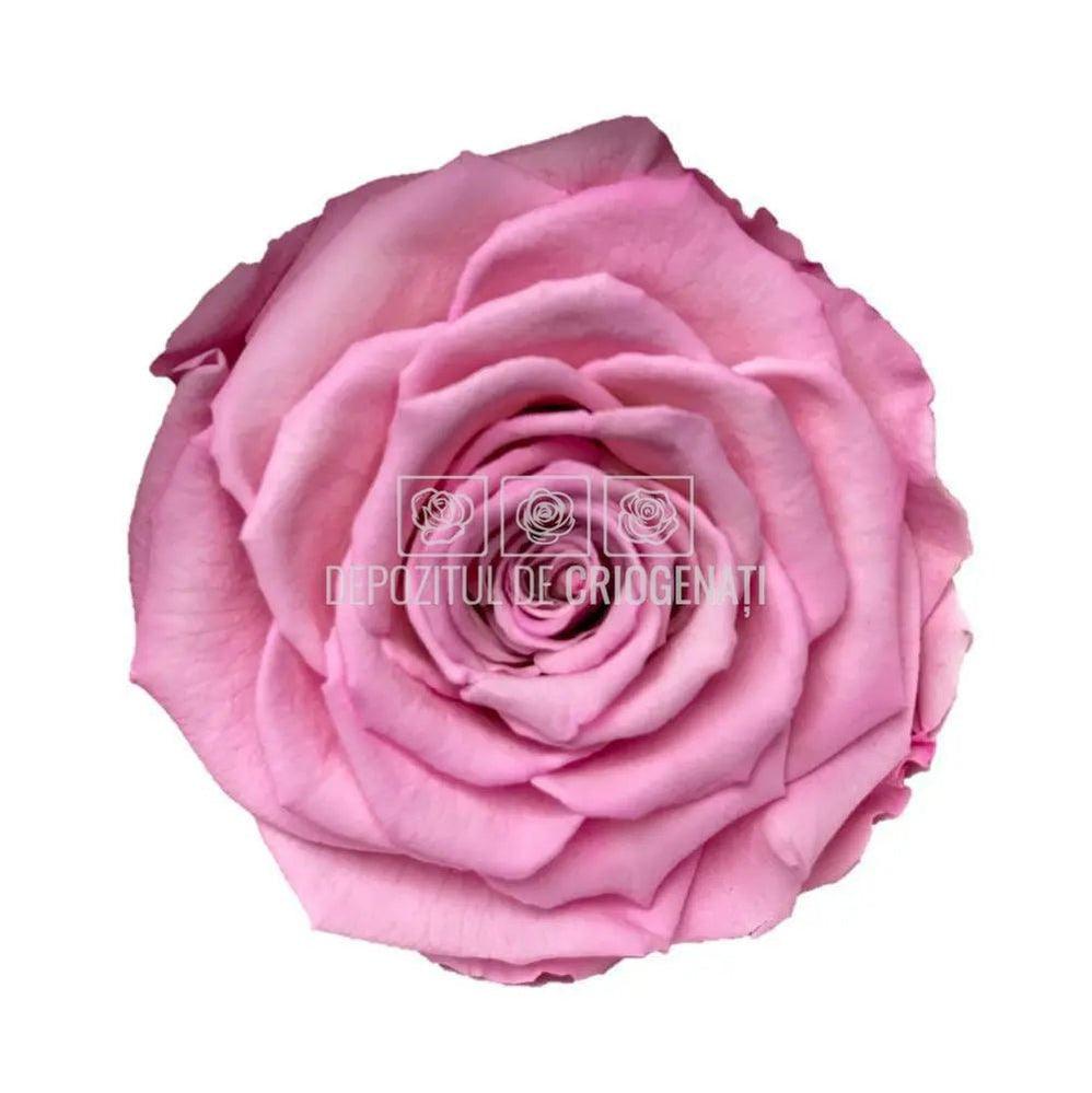Trandafiri Criogenati BELLA BIC - 08 (dia. 7,5 - 8cm) - Depozitul de Criogenati