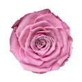 Trandafiri Criogenati BELLA BIC - 08 (dia. 7,5 - 8cm) - Depozitul de Criogenati