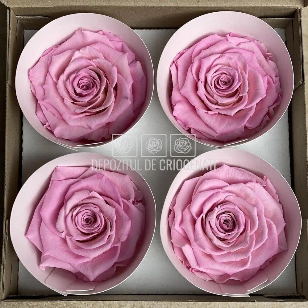 Trandafiri Criogenati BELLA BIC-08 (Ø7,5-8cm, set 4 buc /cutie) - DepozituldeCriogenati.ro
