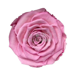 Trandafiri Criogenati BELLA BIC-08 (Ø7,5-8cm, set 4 buc /cutie) - DepozituldeCriogenati.ro