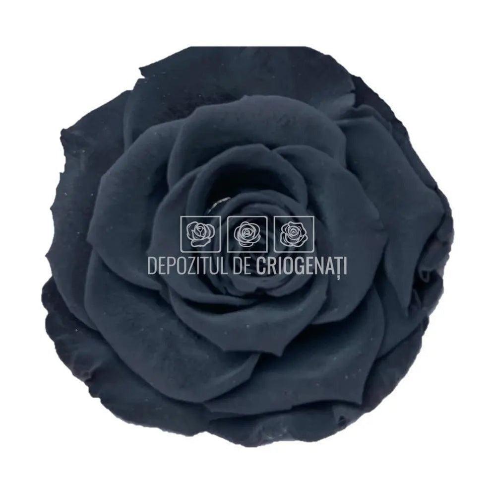 Trandafiri Criogenati BELLA BLA - 01 (dia. 7,5 - 8cm) - Depozitul de Criogenati