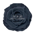 Trandafiri Criogenati BELLA BLA - 01 (dia. 7,5 - 8cm) - Depozitul de Criogenati