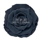Trandafiri Criogenati BELLA BLA - 01 (dia. 7,5 - 8cm) - Depozitul de Criogenati