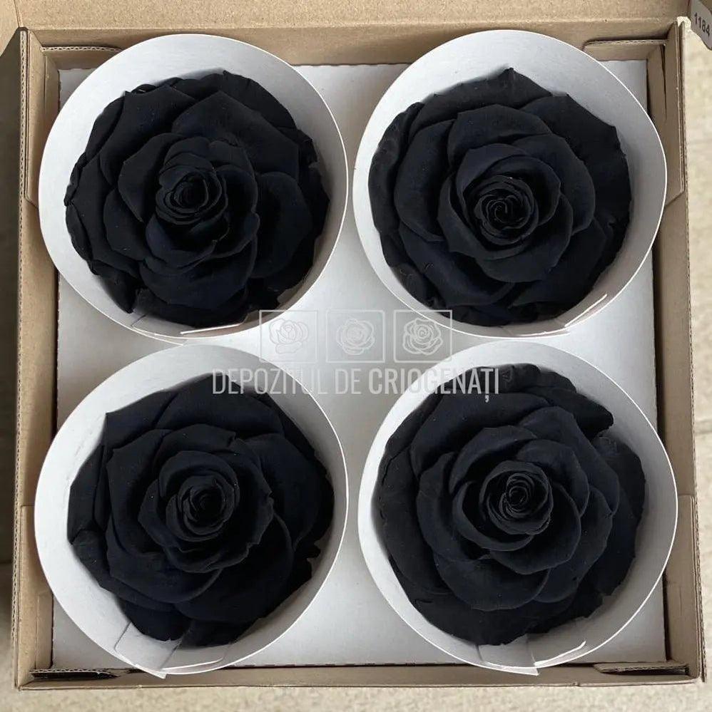 Trandafiri Criogenati BELLA BLA-01 (Ø7,5-8cm, set 4 buc /cutie) - DepozituldeCriogenati.ro