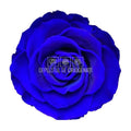 Trandafiri Criogenati BELLA BLU - 03 (dia. 7,5 - 8cm) - Depozitul de Criogenati