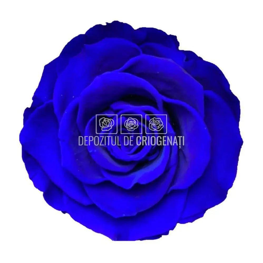 Trandafiri Criogenati BELLA BLU-03 (Ø7,5-8cm, set 4 buc /cutie) - DepozituldeCriogenati.ro