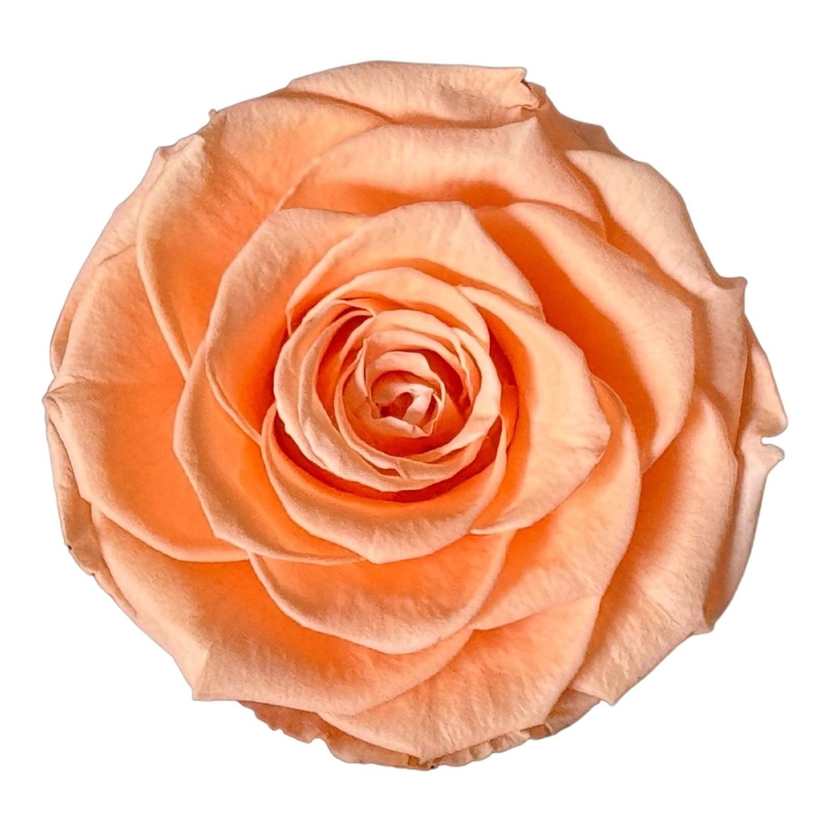 Trandafiri Criogenati BELLA PEA-99 (dia. 7,5-8cm, set 4 buc /cutie) - DepozituldeCriogenati.ro