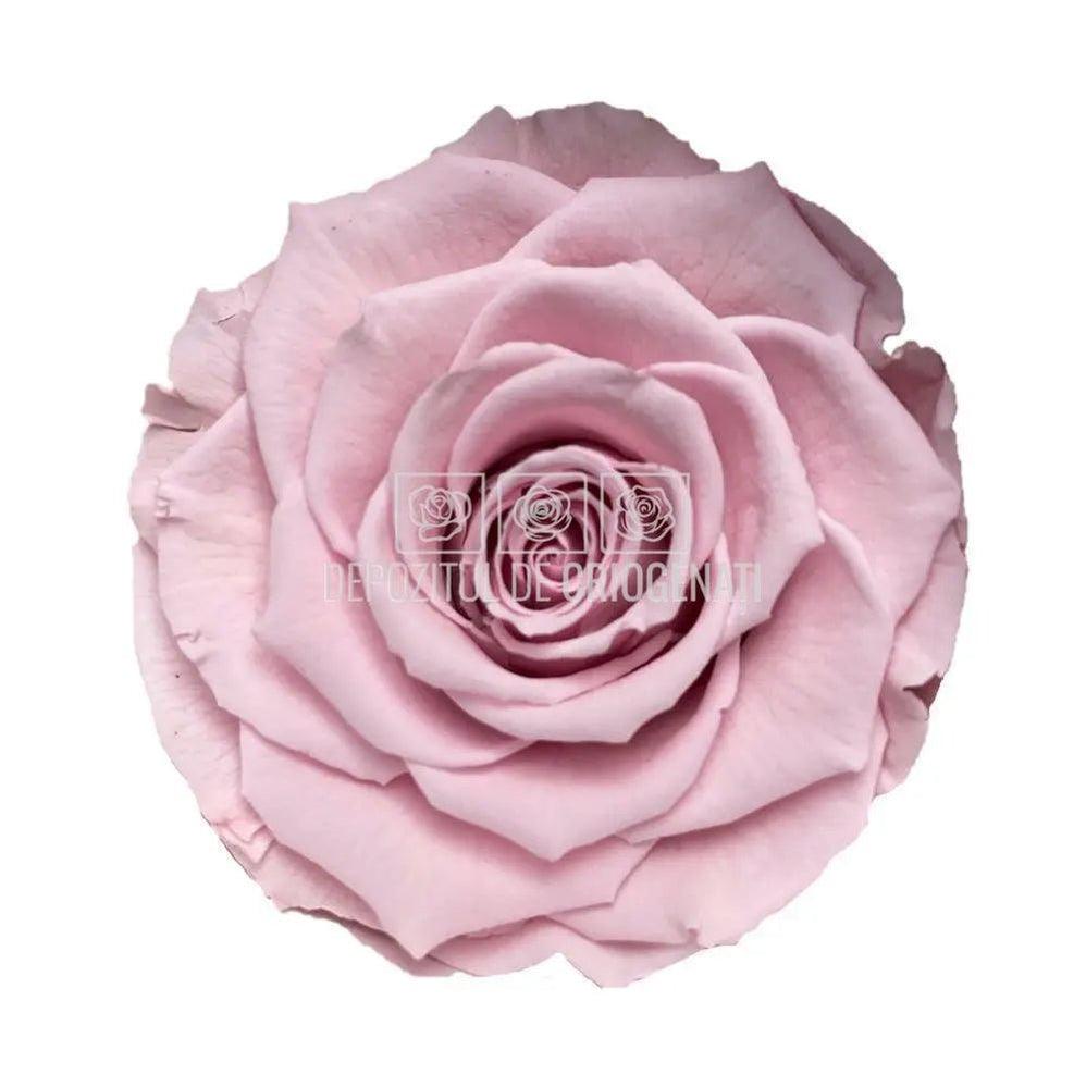 Trandafiri Criogenati BELLA PIN - 04 (dia. 7,5 - 8cm) - Depozitul de Criogenati