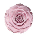 Trandafiri Criogenati BELLA PIN - 04 (dia. 7,5 - 8cm) - Depozitul de Criogenati