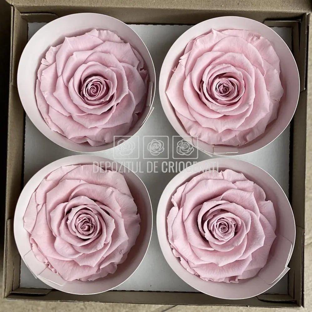 Trandafiri Criogenati BELLA PIN-04 (Ø7,5-8cm, set 4 buc /cutie) - DepozituldeCriogenati.ro