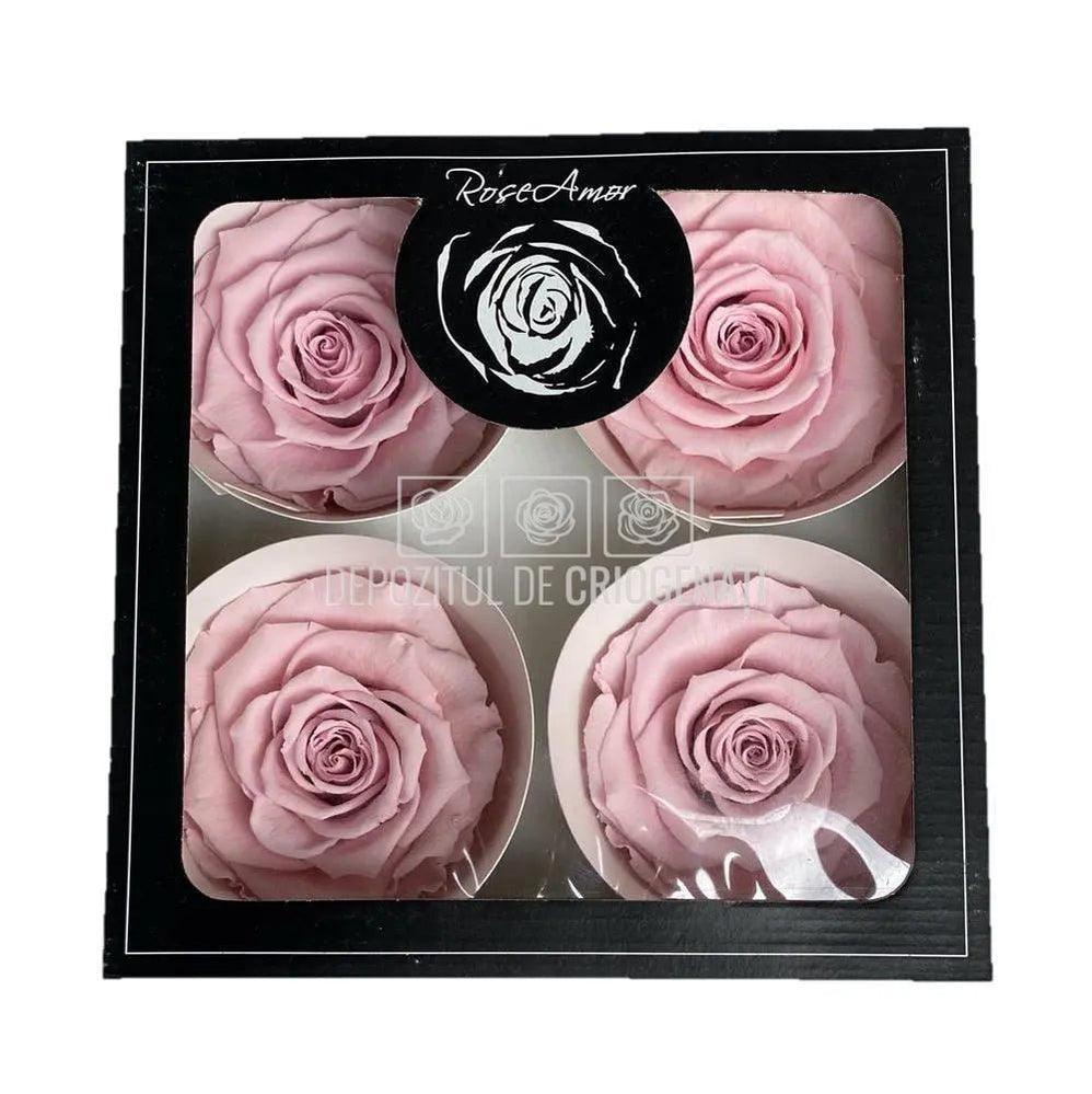Trandafiri Criogenati BELLA PIN-04 (Ø7,5-8cm, set 4 buc /cutie) - DepozituldeCriogenati.ro