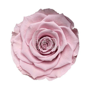 Trandafiri Criogenati BELLA PIN-04 (Ø7,5-8cm, set 4 buc /cutie) - DepozituldeCriogenati.ro