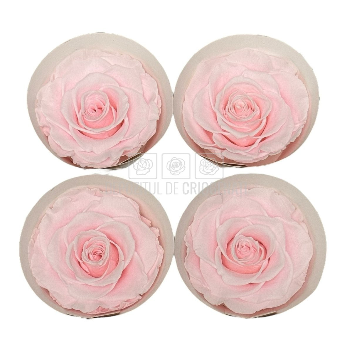 Trandafiri Criogenati BELLA PIN-99 (dia. 7,5-8cm, set 4 buc /cutie) - DepozituldeCriogenati.ro