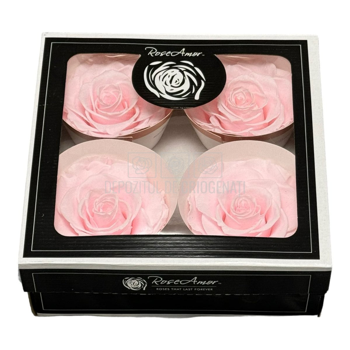 Trandafiri Criogenati BELLA PIN-99 (dia. 7,5-8cm, set 4 buc /cutie) - DepozituldeCriogenati.ro