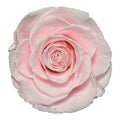 Trandafiri Criogenati BELLA PIN-99 (dia. 7,5-8cm, set 4 buc /cutie) - DepozituldeCriogenati.ro