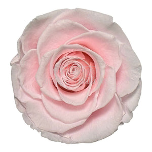 Trandafiri Criogenati BELLA PIN-99 (dia. 7,5-8cm, set 4 buc /cutie) - DepozituldeCriogenati.ro