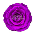 Trandafiri Criogenati BELLA PUR - 02 (dia. 7,5 - 8cm) - Depozitul de Criogenati