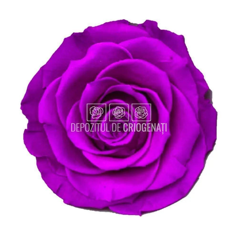 Trandafiri Criogenati BELLA PUR - 02 (dia. 7,5 - 8cm) - Depozitul de Criogenati