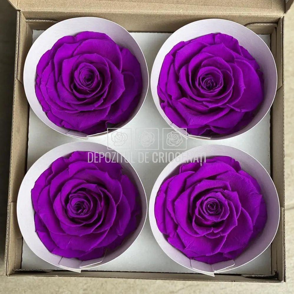 Trandafiri Criogenati BELLA PUR-02 (Ø7,5-8cm, set 4 buc /cutie) - DepozituldeCriogenati.ro