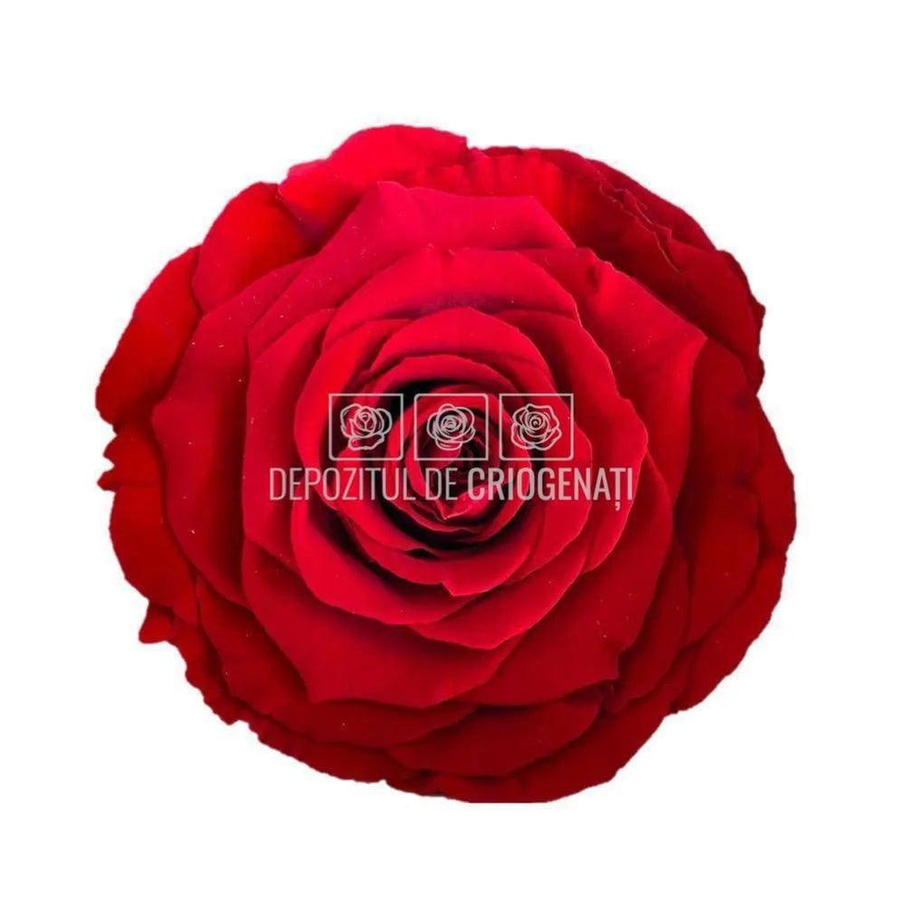 Trandafiri Criogenati BELLA RED - 02 (dia. 7,5 - 8cm) - Depozitul de Criogenati