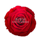 Trandafiri Criogenati BELLA RED - 02 (dia. 7,5 - 8cm) - Depozitul de Criogenati