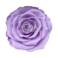 Trandafiri Criogenati BELLA VIO - 03 (dia. 7,5 - 8cm) - Depozitul de Criogenati