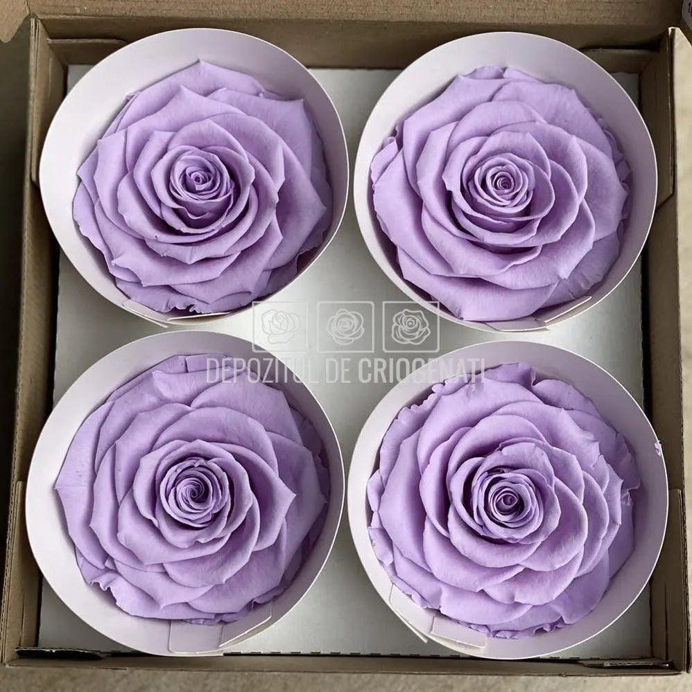 Trandafiri Criogenati BELLA VIO-03 (Ø7,5-8cm, set 4 buc /cutie) - DepozituldeCriogenati.ro