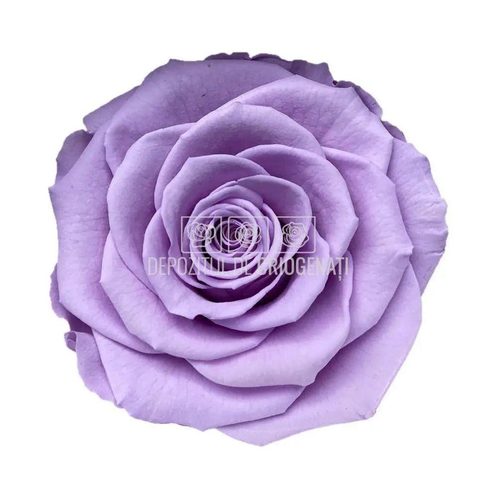 Trandafiri Criogenati BELLA VIO-03 (Ø7,5-8cm, set 4 buc /cutie) - DepozituldeCriogenati.ro