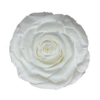 Trandafiri Criogenati BELLA WHI - 01 (dia. 7,5 - 8cm) - Depozitul de Criogenati