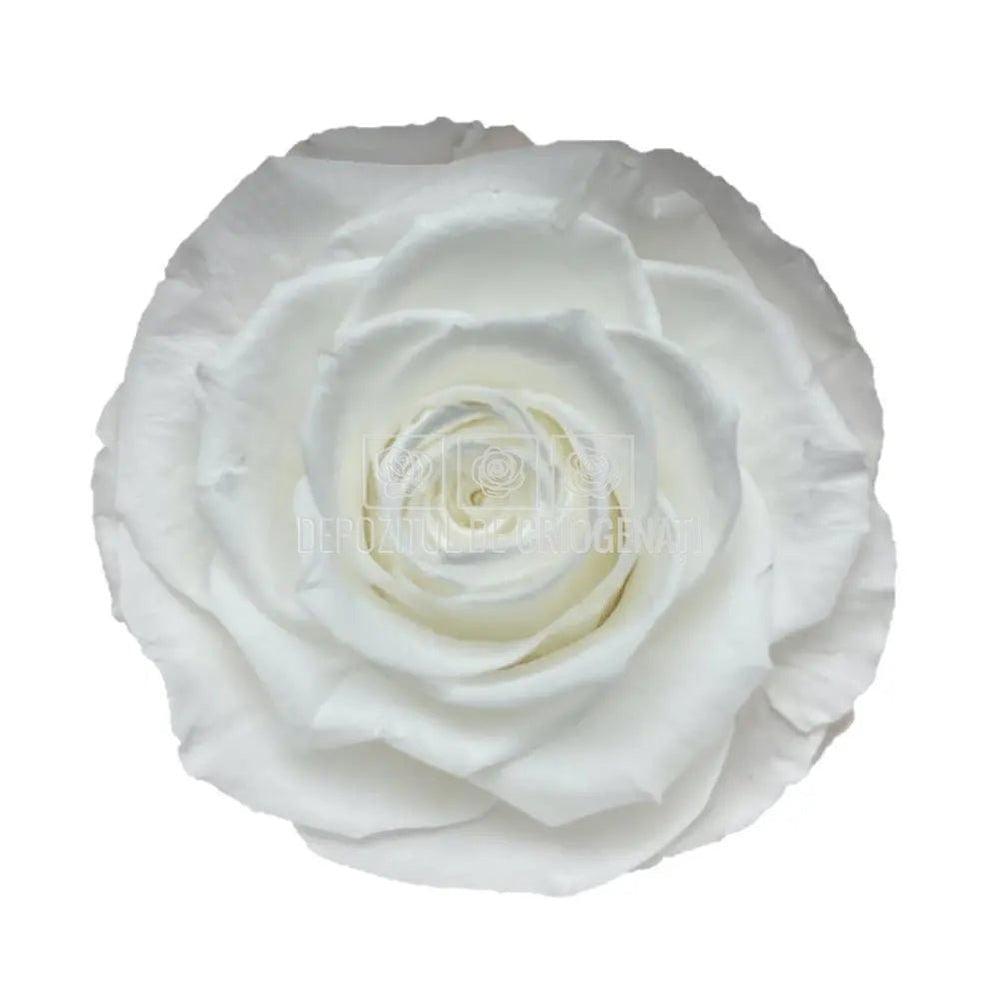 Trandafiri Criogenati BELLA WHI - 01 (dia. 7,5 - 8cm) - Depozitul de Criogenati