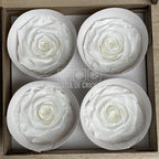 Trandafiri Criogenati BELLA WHI - 01 (dia. 7,5 - 8cm) - Depozitul de Criogenati