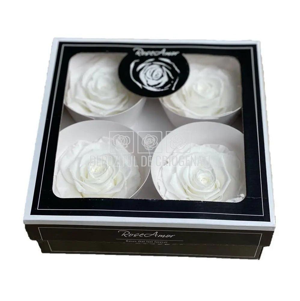 Trandafiri Criogenati BELLA WHI - 01 (dia. 7,5 - 8cm) - Depozitul de Criogenati