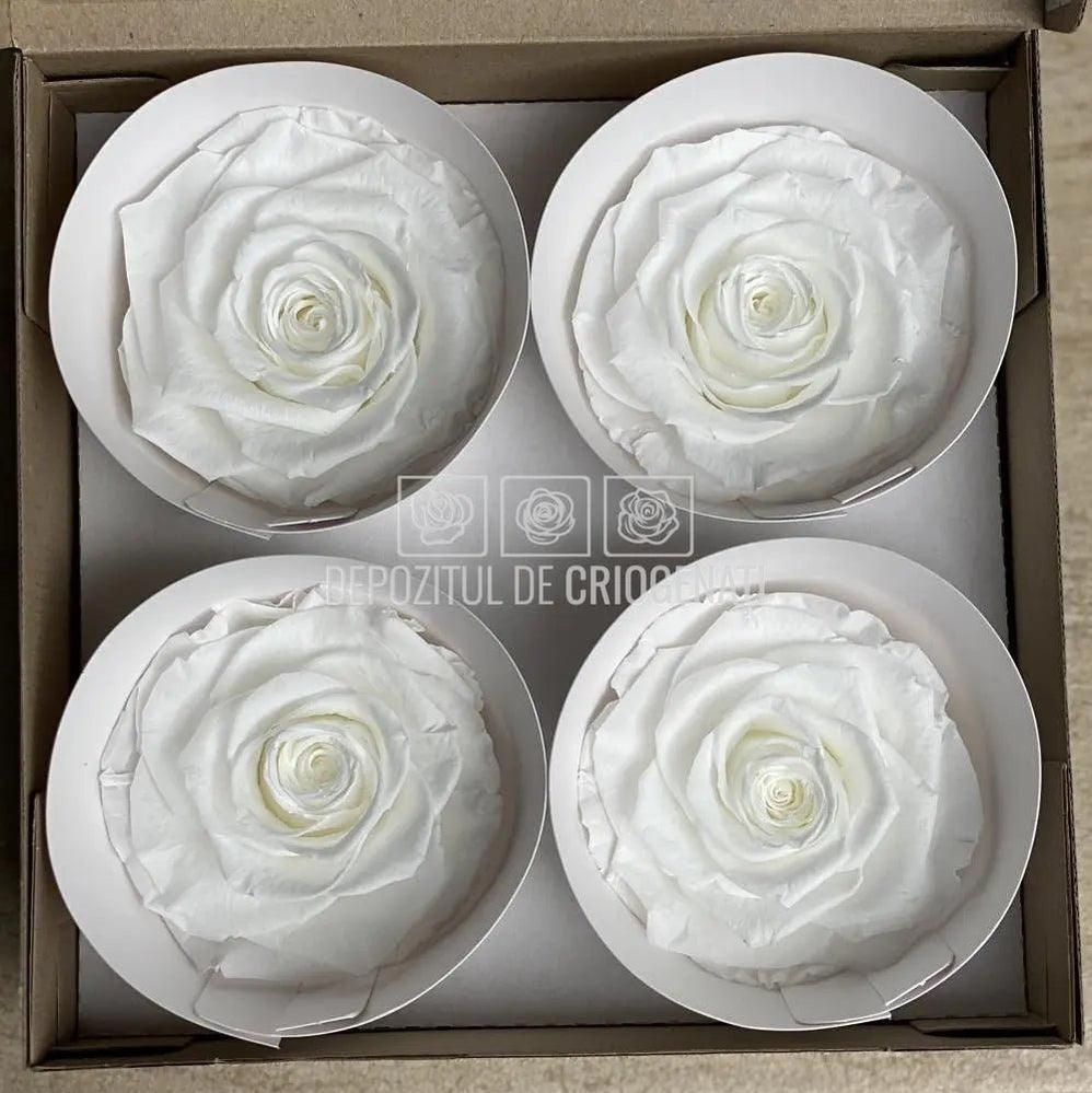Trandafiri Criogenati BELLA WHI-01 (Ø7,5-8cm, set 4 buc /cutie) - DepozituldeCriogenati.ro