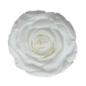 Trandafiri Criogenati BELLA WHI-01 (Ø7,5-8cm, set 4 buc /cutie) - DepozituldeCriogenati.ro