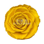 Trandafiri Criogenati BELLA YEL - 02 (dia. 7,5 - 8cm) - Depozitul de Criogenati