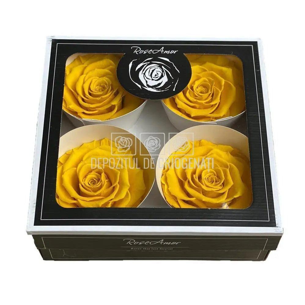 Trandafiri Criogenati BELLA YEL-02 (Ø7,5-8cm, set 4 buc /cutie) - DepozituldeCriogenati.ro