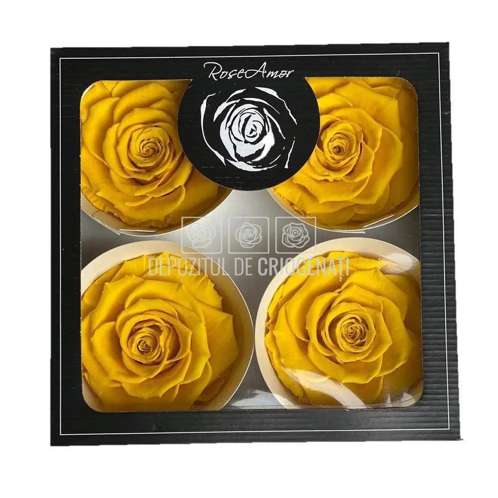 Trandafiri Criogenati BELLA YEL-02 (Ø7,5-8cm, set 4 buc /cutie) - DepozituldeCriogenati.ro